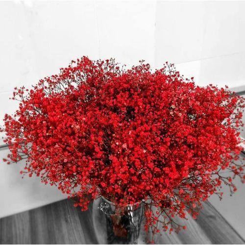 BUNCH OF GYPSOPHILA RED (20 STEMS)