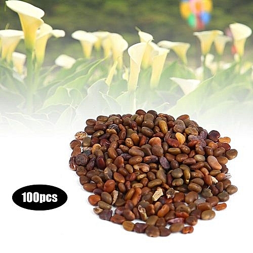 Generic 100Pcs Colorful Calla Lily Flower Seeds Potted ...