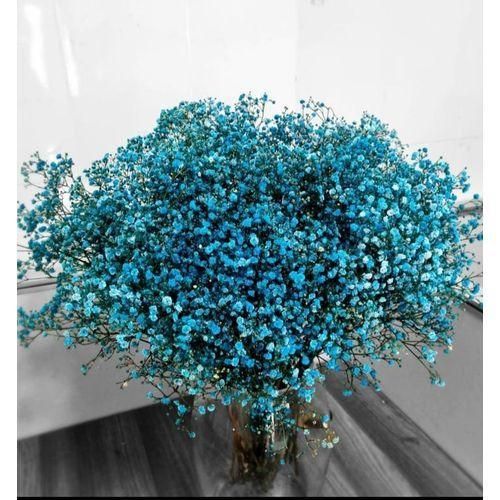 BUNCH OF GYPSOPHILA BLUE (20 STEMS)