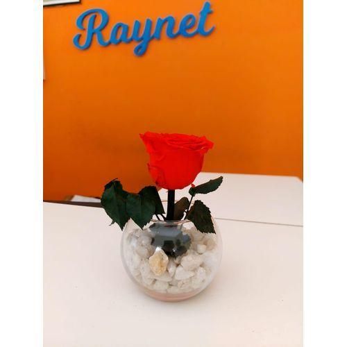 Single preserved Rose in a vase