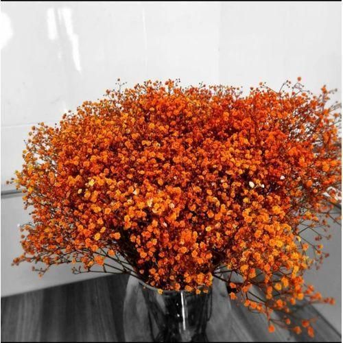 BUNCH OF GYPSOPHILA ORANGE(20 STEMS)