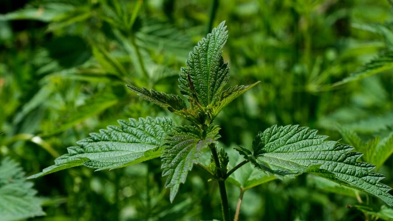 Nettle-1.jpg