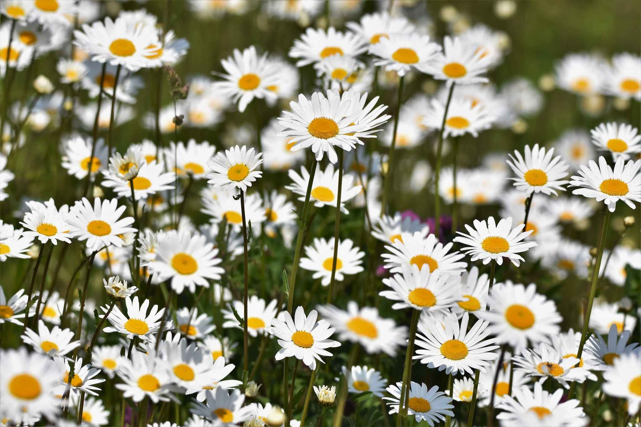 Chamomile-3.jpg