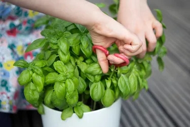 Basil can be used to season a variety of dishes.