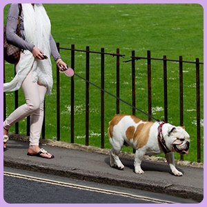 dog leash