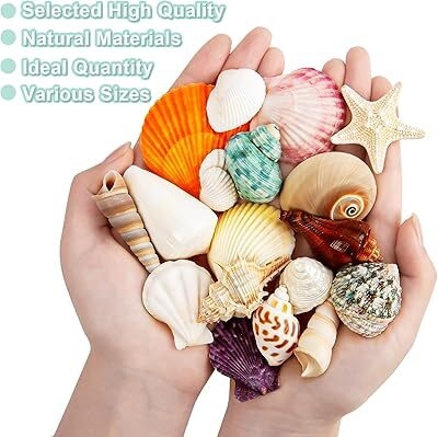 Sea Shell Mixed Ocean Shells Set, 15 Kinds 1.2