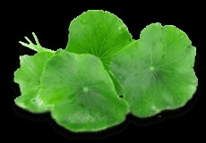 Indian Pennywort