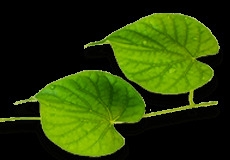 Indian Tinospora
