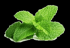 Mint