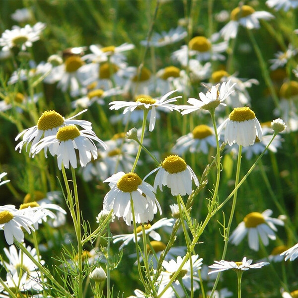 Roman-Chamomile-can-be-used-to-create-a-Chamomile-Lawn-photo-credit-Pixabay