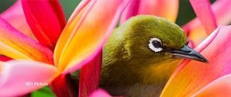 XR Triluminos Pro ™