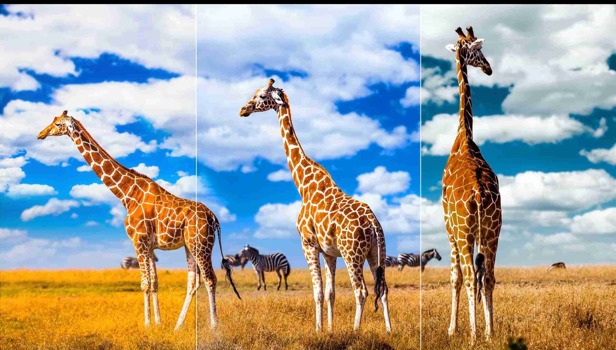 TCL C745 QLED TV AIPQ- AI Color