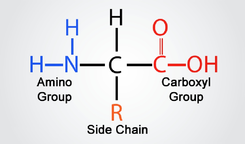 Key-Feature-Amino-Acid-Formula