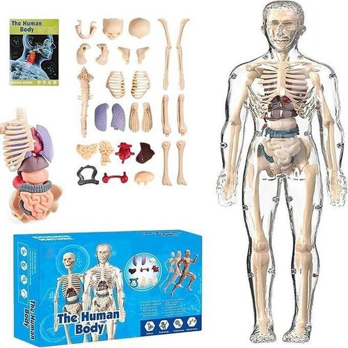 3D Human A-natomy Model Set (with Detachable Organs) - Early Educational Toy for Children,Realistic Human Skeleton and Organ Model,Portable 3D Human Organ and Skeleton A-natomy Kit, Ideal for Classroom Instruction