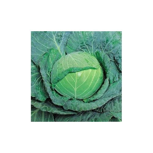 Cabbage Globemaster F1 (50g)