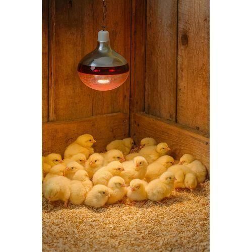 Little Giant Infrared Farm Heat Lamp Thermal Preservation Brooder Bulbs Chicks Pig Dog Cat Lamp