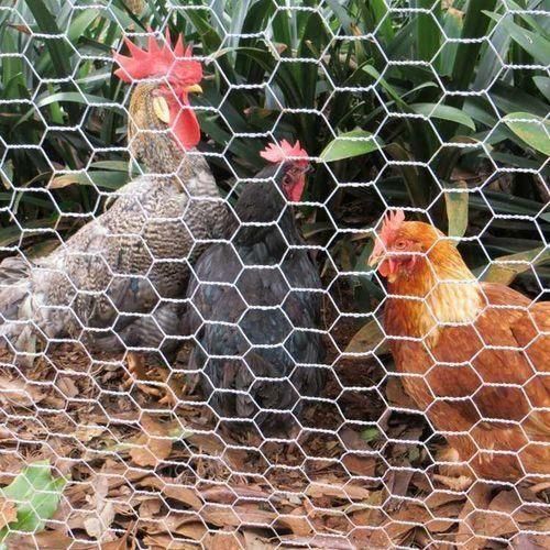 Poultry Mesh 15mtr