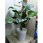 product_image_name-Generic-Artificial Flower , Decor Stones Plus A Vase- White patches -2