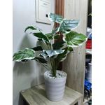 product_image_name-Generic-Artificial Flower , Decor Stones Plus A Vase- White patches -4