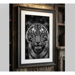 product_image_name-Cool Prints-Tiger Face Laminated Wall Print  A5, A4, A3, A2, A1, A0-3