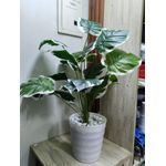 product_image_name-Generic-Artificial Flower , Decor Stones Plus A Vase- White patches -3