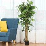 High quality potted house tree