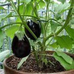 product_image_name-Kenya Highland-EGGPLANT BLACK BEAUTY-2