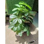 product_image_name-Generic-Artificial Flower, with Bucket vase, and decor stones - Mango-2