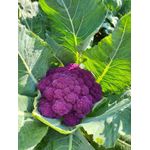 product_image_name-Starke Ayres-CAULIFLOWER  VIOLETTO-3
