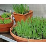 product_image_name-Starke Ayres-PET GRASS SEEDS -3