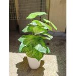 product_image_name-Generic-Artificial Stripped Flower, Decor Stones With Spiral White Bucket Vase-3