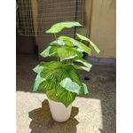 product_image_name-Generic-Artificial Stripped Flower, Decor Stones With Spiral White Bucket Vase-5