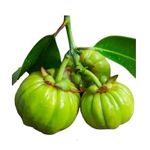 product_image_name-Organic-Garcinia cambogia powder 100g-2