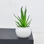 product_image_name-Generic- Succulent Plant Bonsai Mini Artificial Plastic Succulent Accessories Green Plant DIY Home Decoration Ornament-2