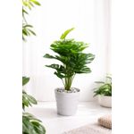 product_image_name-Generic-Artificial Monstera Flower , Decor Stones Plus A Vase-2