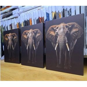 Canvas Wall Art - Elephant