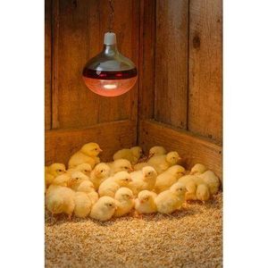 Bulbhead Little Giant Infrared Farm Heat Lamp Thermal Preservation Brooder Bulbs Chicks Pig Dog Cat Lamp