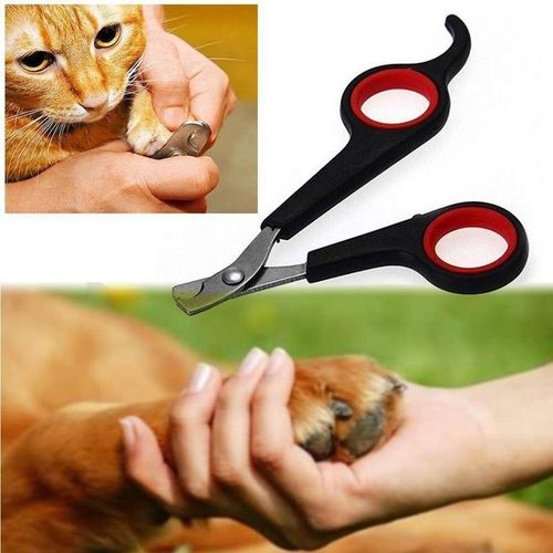 Yaju Bird Nail Clipper, Grooming Tool Parrot Nail Clippers Nail Scissors  Clipper Pet Bird Parrot Small Animals Accessory For Small Parrot Birds(1pcs  | Fruugo BH