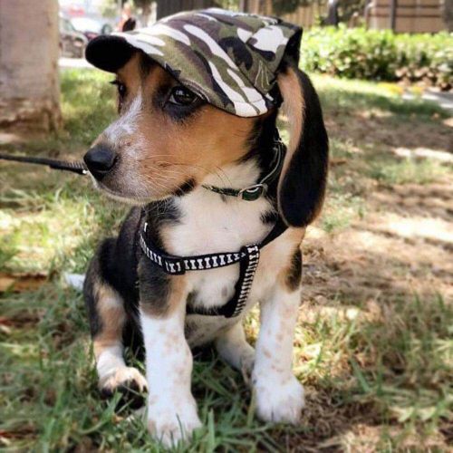 Baseball Cap for Cats and Dogs