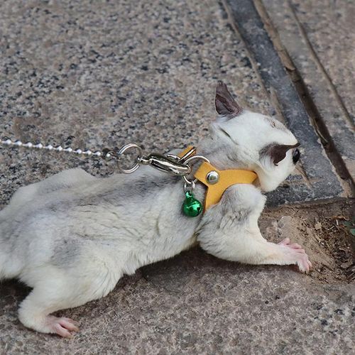 Sugar glider harness cheap
