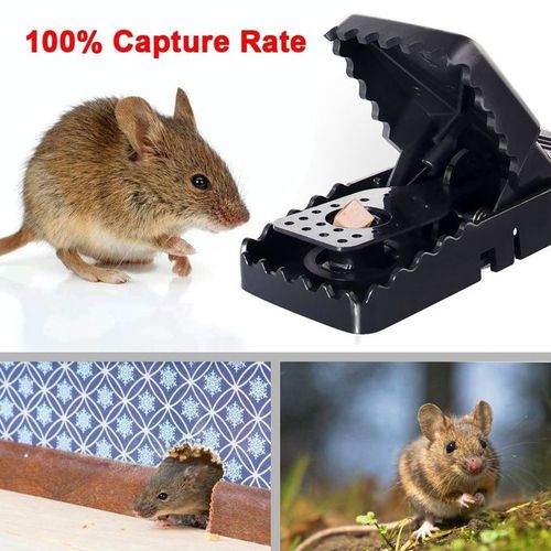 T Rex 1pc Sensitive Heavy Duty Mouse Trap (Rat Catcher) + 1 Free @ Best  Price Online