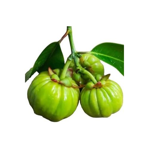 product_image_name-Garcinia-cambogia powder 100g-2