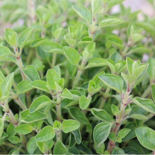 product_image_name-Starke Ayres-OREGANUM HERB SEEDS-2