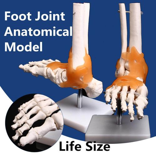 Budget Foot and Ankle Joint Model