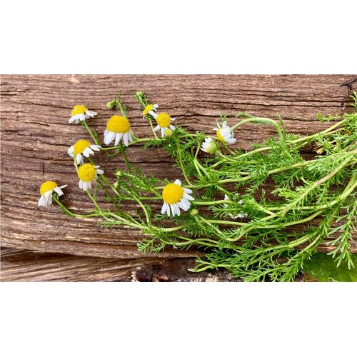 product_image_name-SIMLAW SEEDS-HERB CHAMOMILLE SEEDS-3