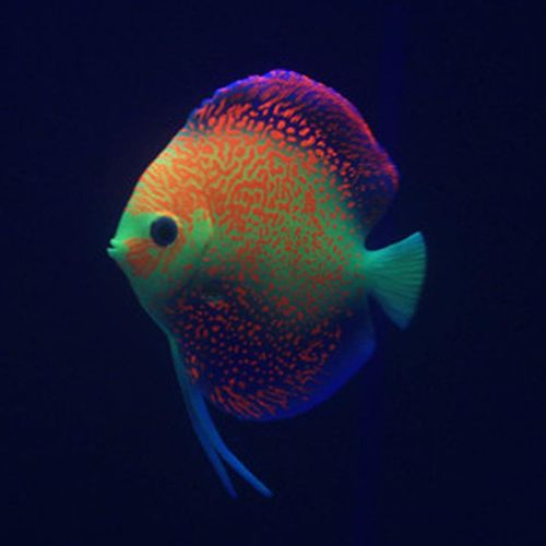 Generic Lifelike Artificial Fish Glowing Aquarium Decoration @ Best Price  Online