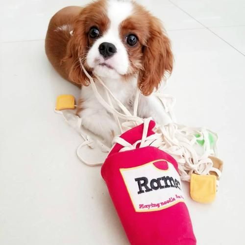 Unique Pet Toy, Ramen Cup, Sniffing Toy, Interactive Toy That