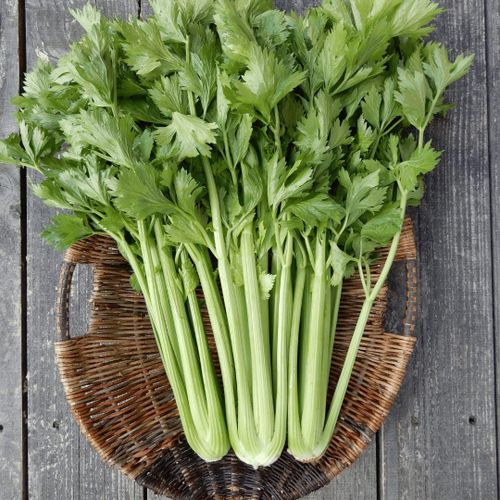 product_image_name-Advanta-CELERY TALL UTAH-2