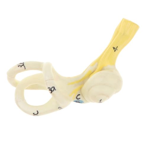 Ossicles  Malleus, Incus Stapes  Semicircular Canals Viiith Cranial Nerve Tympanic Membrane Pinna Outer Ear Middle Ear Inner