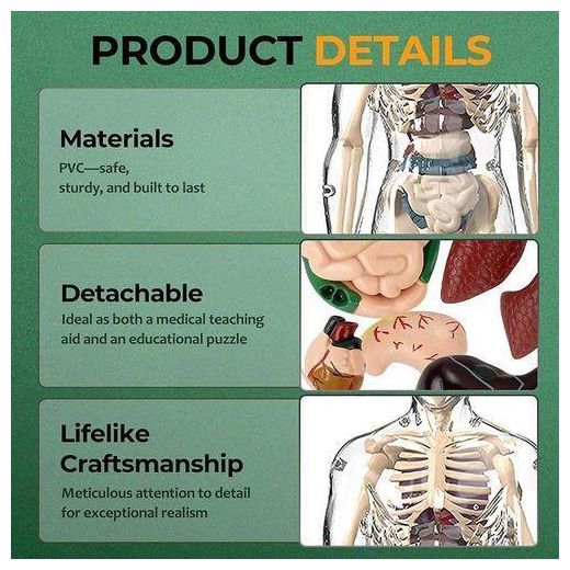 Generic Clear Human Body Structure Model, 3D Human Anatomy Model Kit with Removable Organs, Children's Early Education Toys Simulation Human Skeleton Organ Model,Human Body 3D Organ Model Portable Skeleton Anatomy Model Kit for Students Classroom - image 4